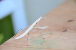 Mantis