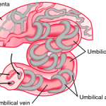 Umbillical Cord