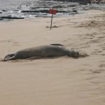 monk_seal_08