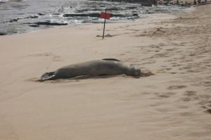 monk_seal_08